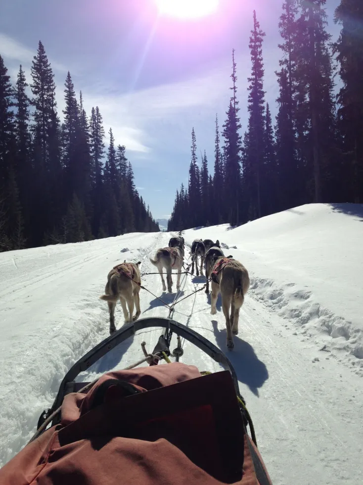 This image is by Kingmik Dog Sled Tours.