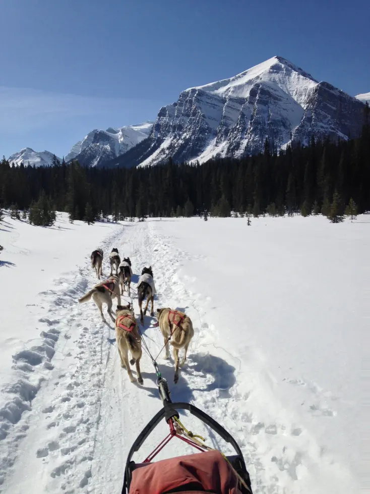 This image is by Kingmik Dog Sled Tours.