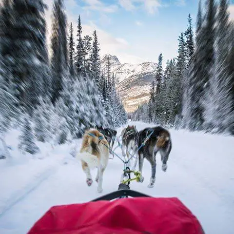 This image is by Kingmik Dog Sled Tours.