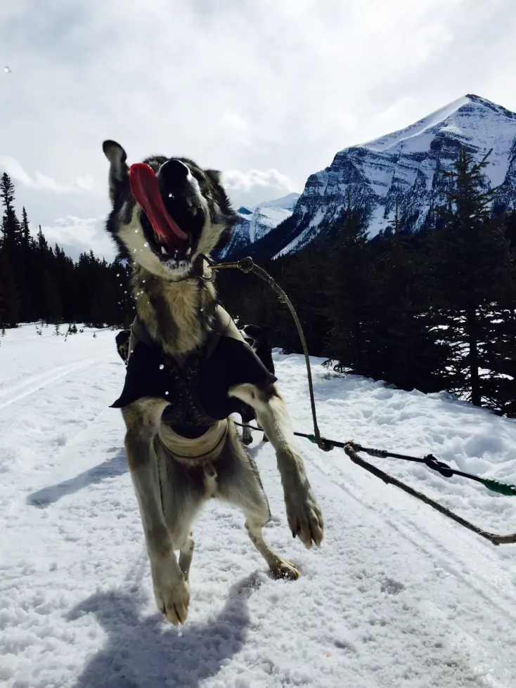 This image is by Kingmik Dog Sled Tours.