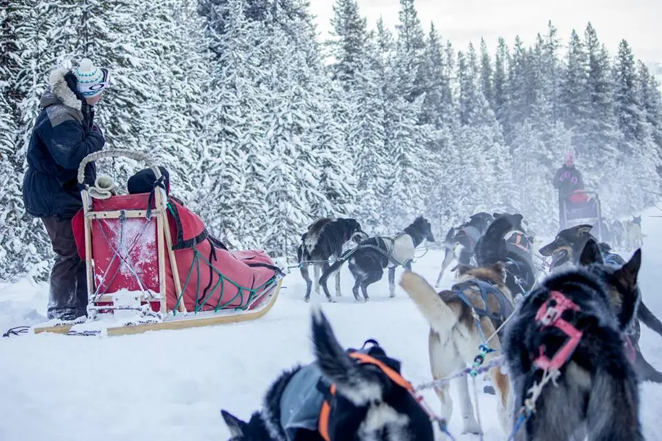 This image is by Kingmik Dog Sled Tours.
