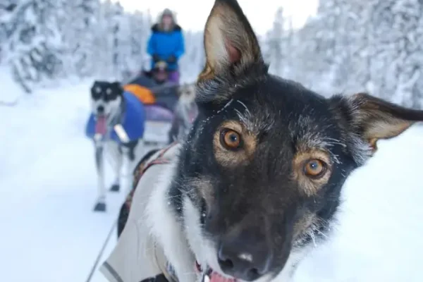 12493421_982756901761169_1516028614481672672_o