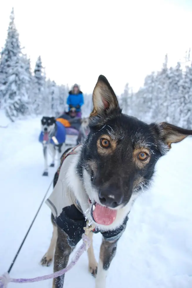 This image is by Kingmik Dog Sled Tours.