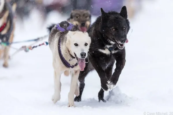 12719364_1000118260025033_3919713950988696360_o