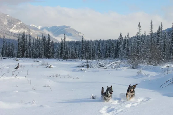 15875574_1241203105916546_1308144897227088340_o-e1583167723528 (1)