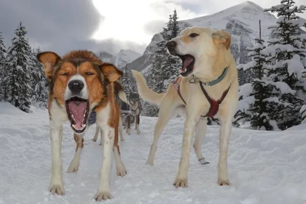 16640985_1275893799114143_8951389474884517282_n