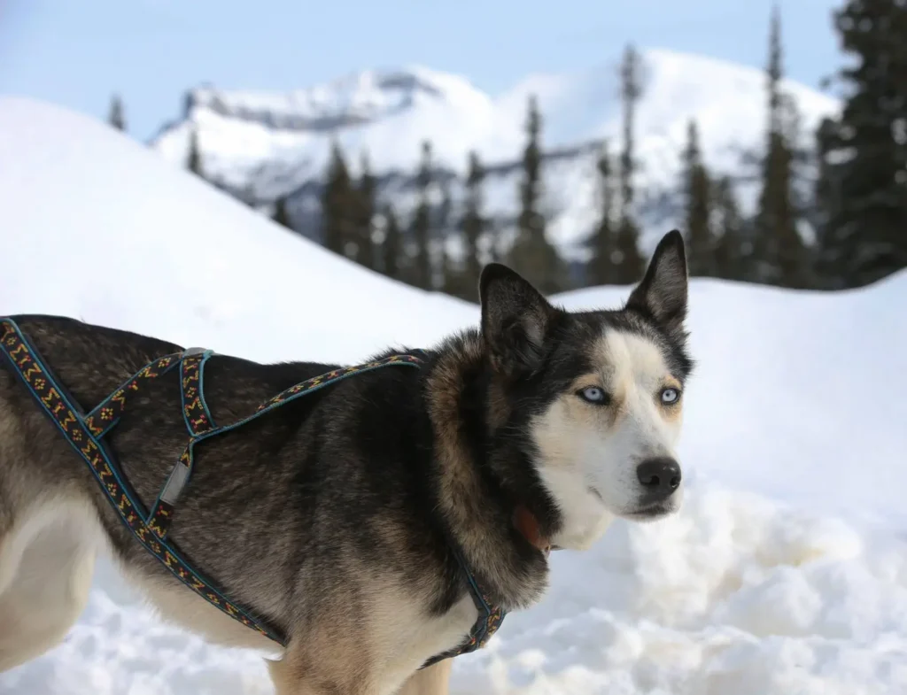 This image is by Kingmik Dog Sled Tours.