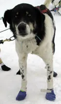 Kingmik Dog Sled Tours