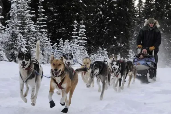 dogsled_tour_d