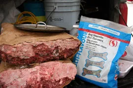 Kingmik Dog Sled Tours